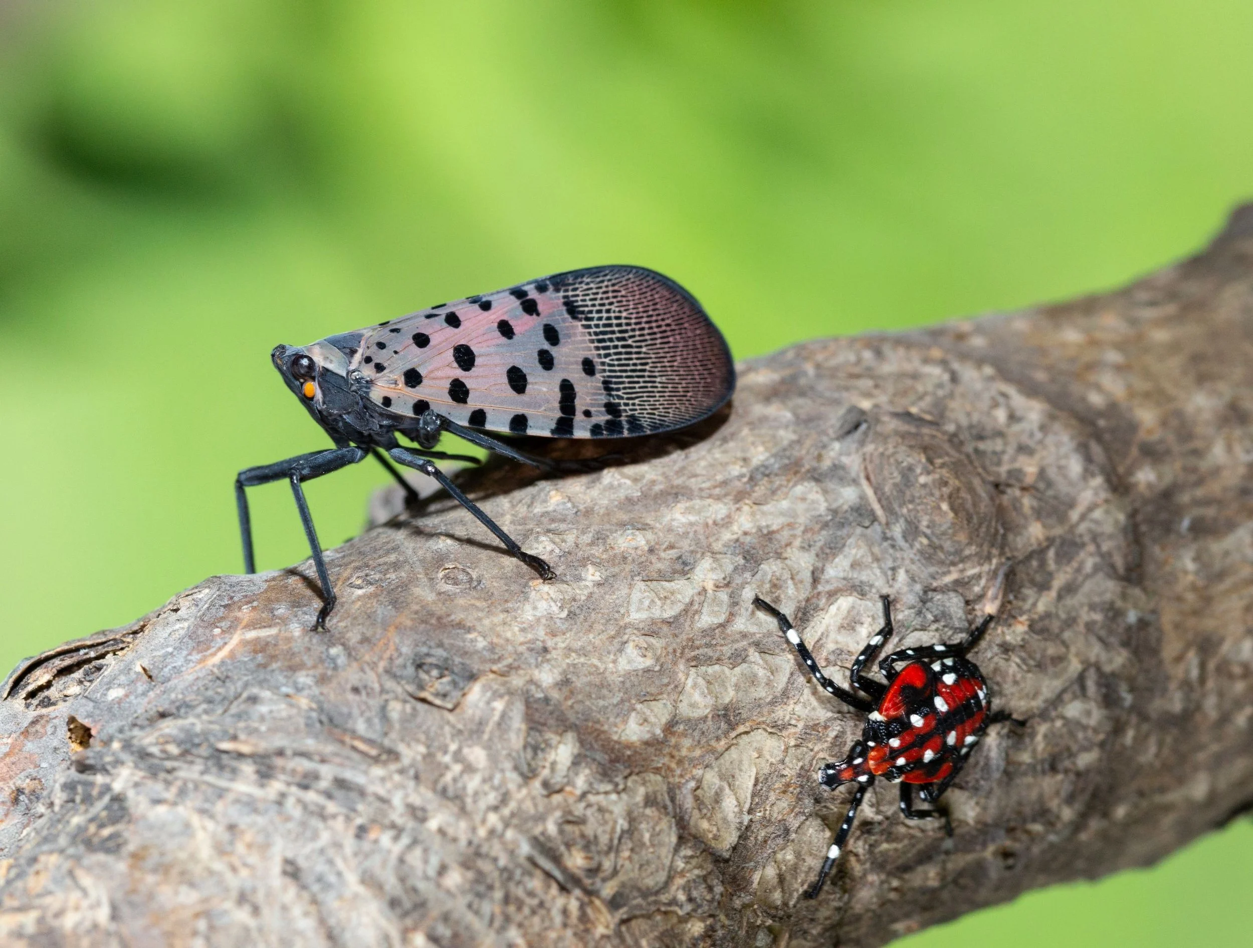 Winter Surveys for Forest Pests: Spotted Lanternfly and Beech Leaf Disease