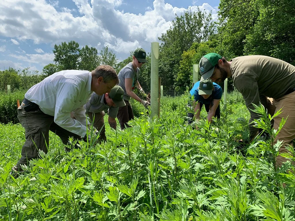 Native Planting Day: Celebrate Great Outdoors Month
