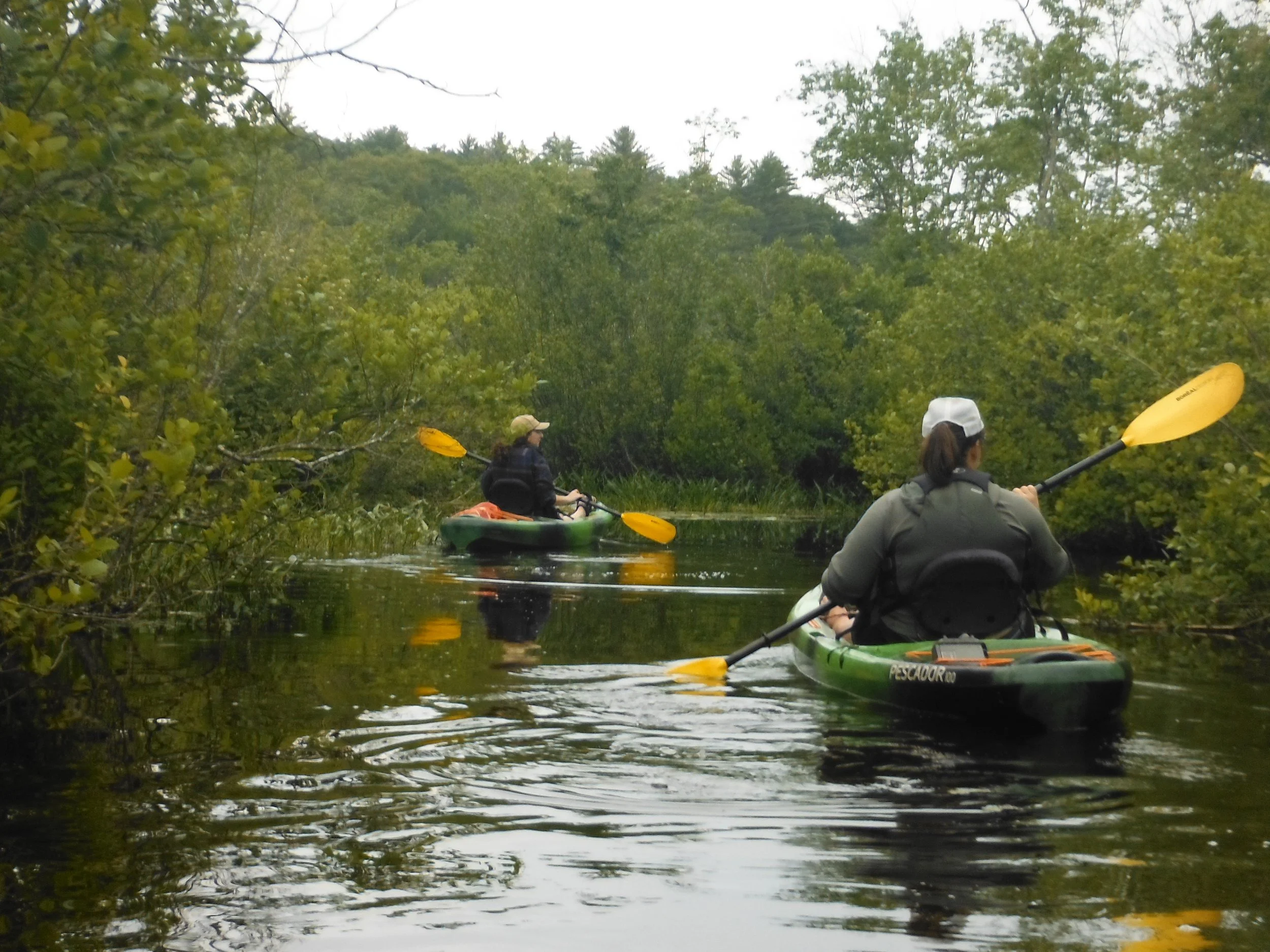Paddle &amp; Pull: Volunteer to Protect Our Lakes from Invasives