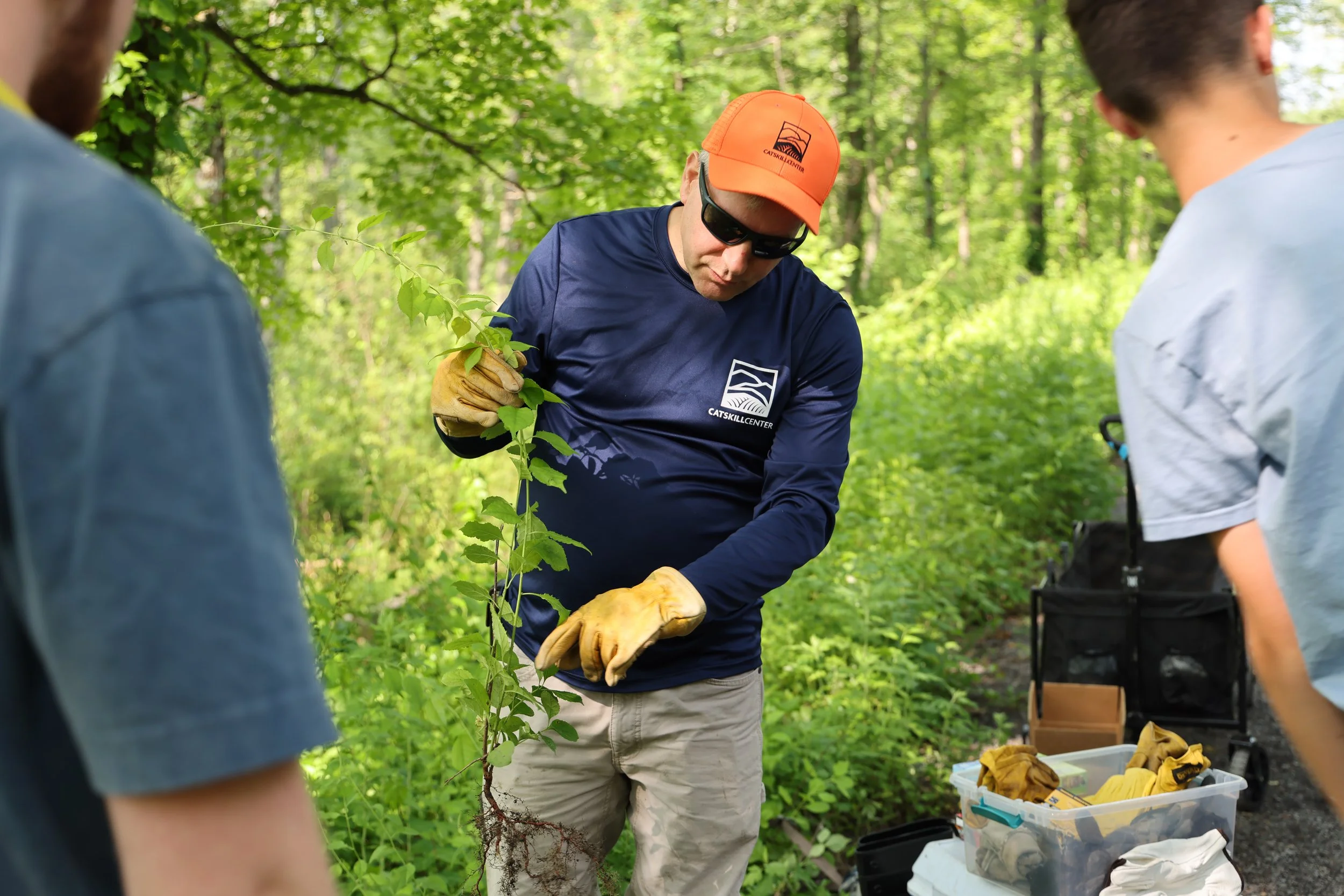 Help Native Trees Thrive: Invasive Plant Removal &amp; ID Training