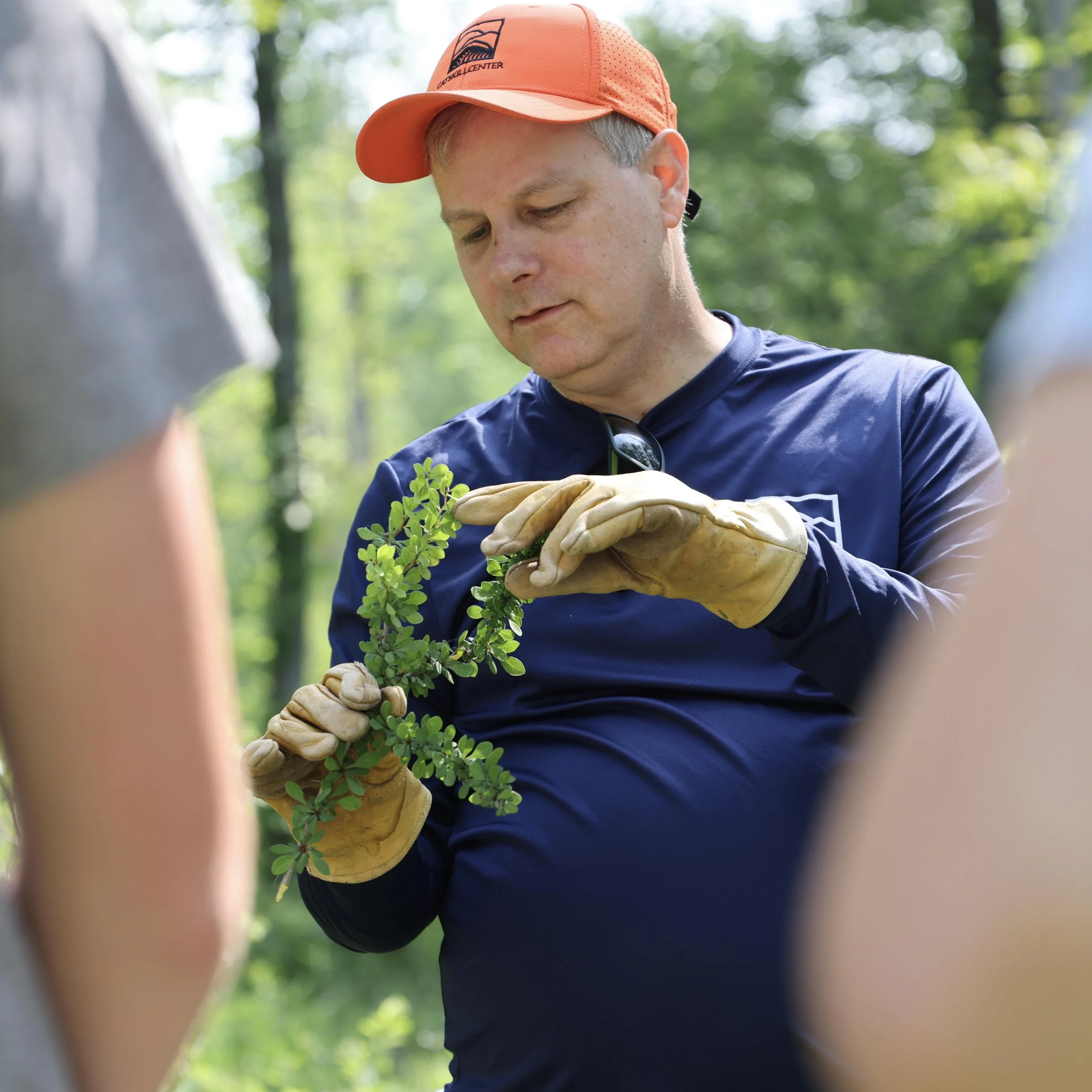 Foster Native Tree Resilience: Invasive Plant Removal and ID Training