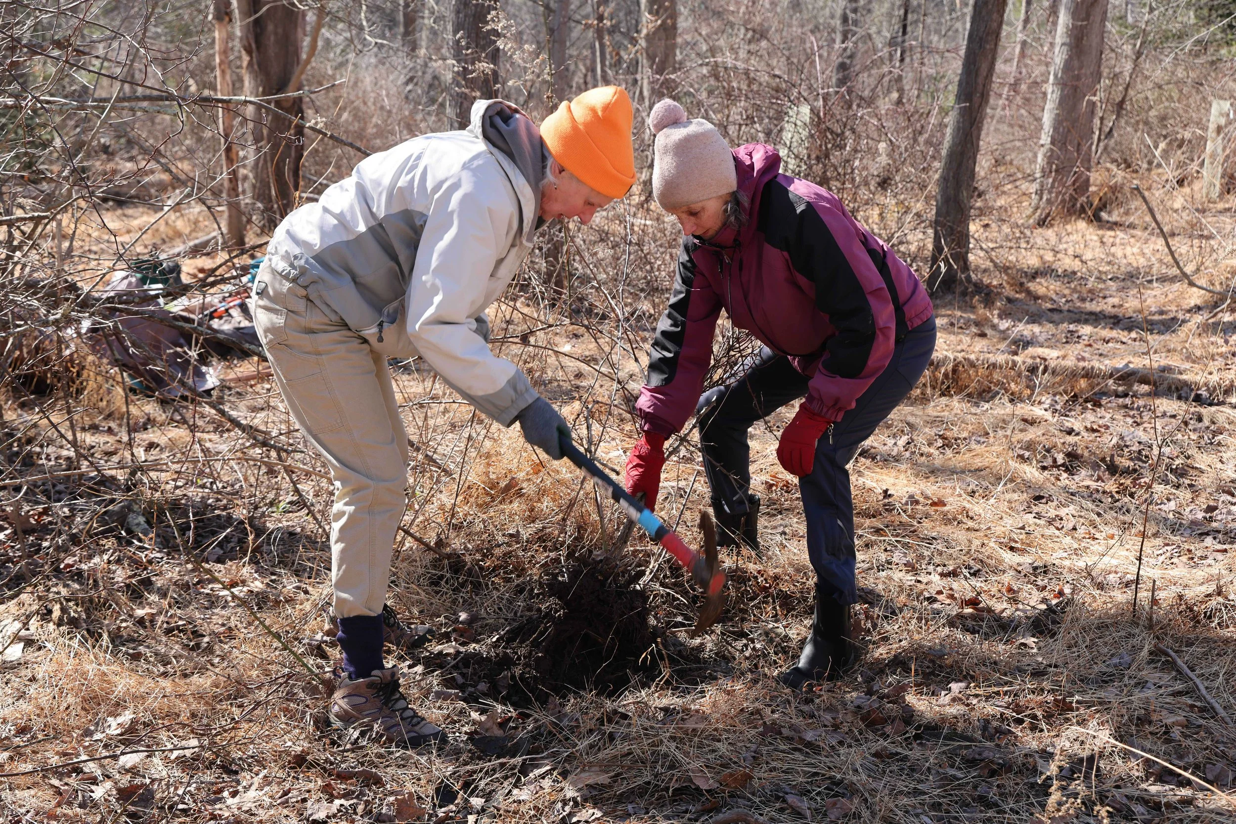 Learn &amp; Pull Volunteer Series: Native Habitat Restoration Along The Ashokan Rail Trail