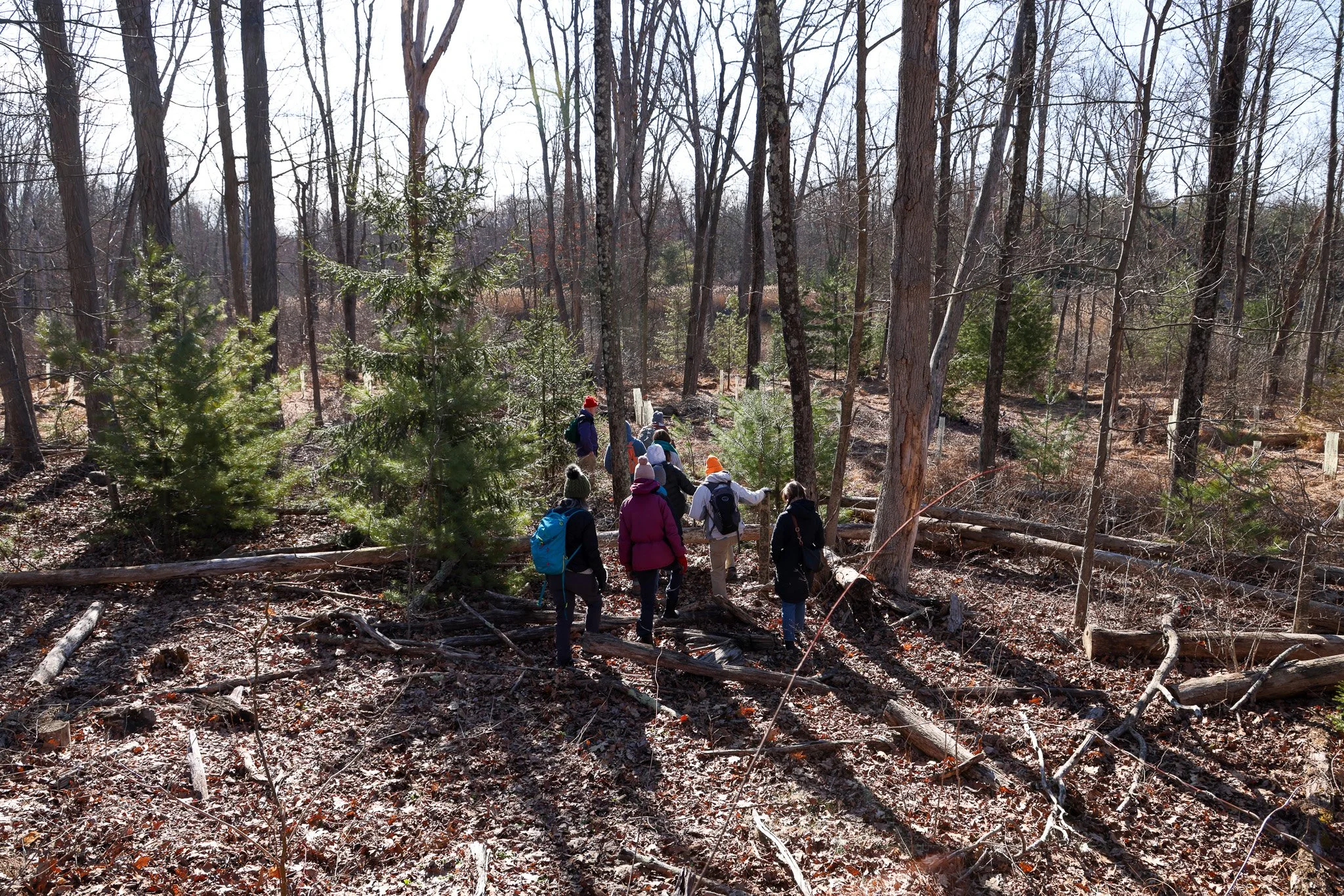 Learn and Pull Volunteer Series: Assisted Forest Migration of Native Species