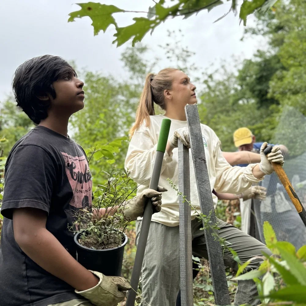 Learn and Pull Volunteer Series: Spongy Moth in the Catskills
