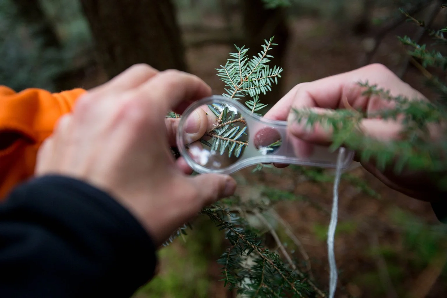 Fighting Forest Pests &amp; Invasive Plants in the Town of Deerpark
