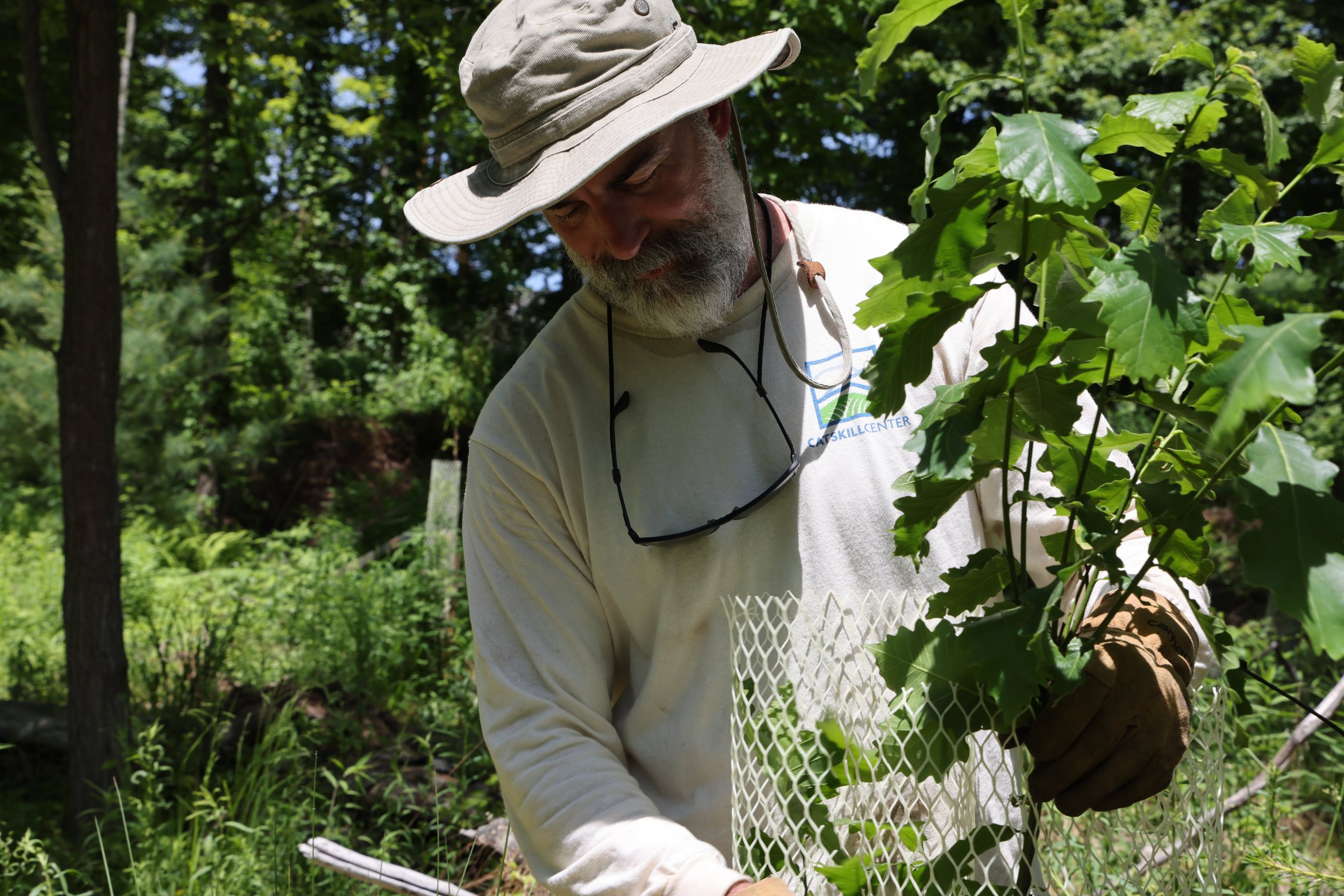 Protect the Trees: Historical Lineage of Invasive Species
