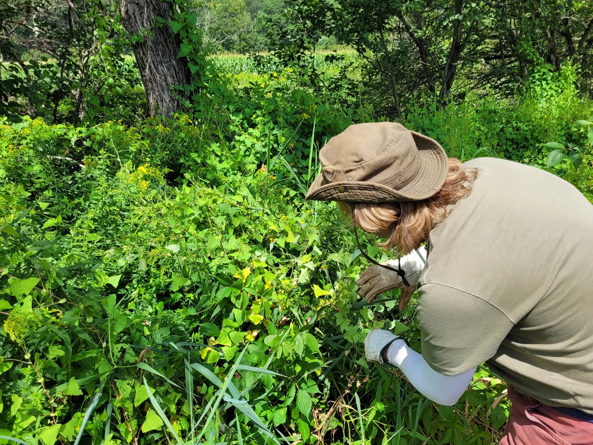 Research Field Trip: Establishing Best Management Practices for Mile-a-Minute