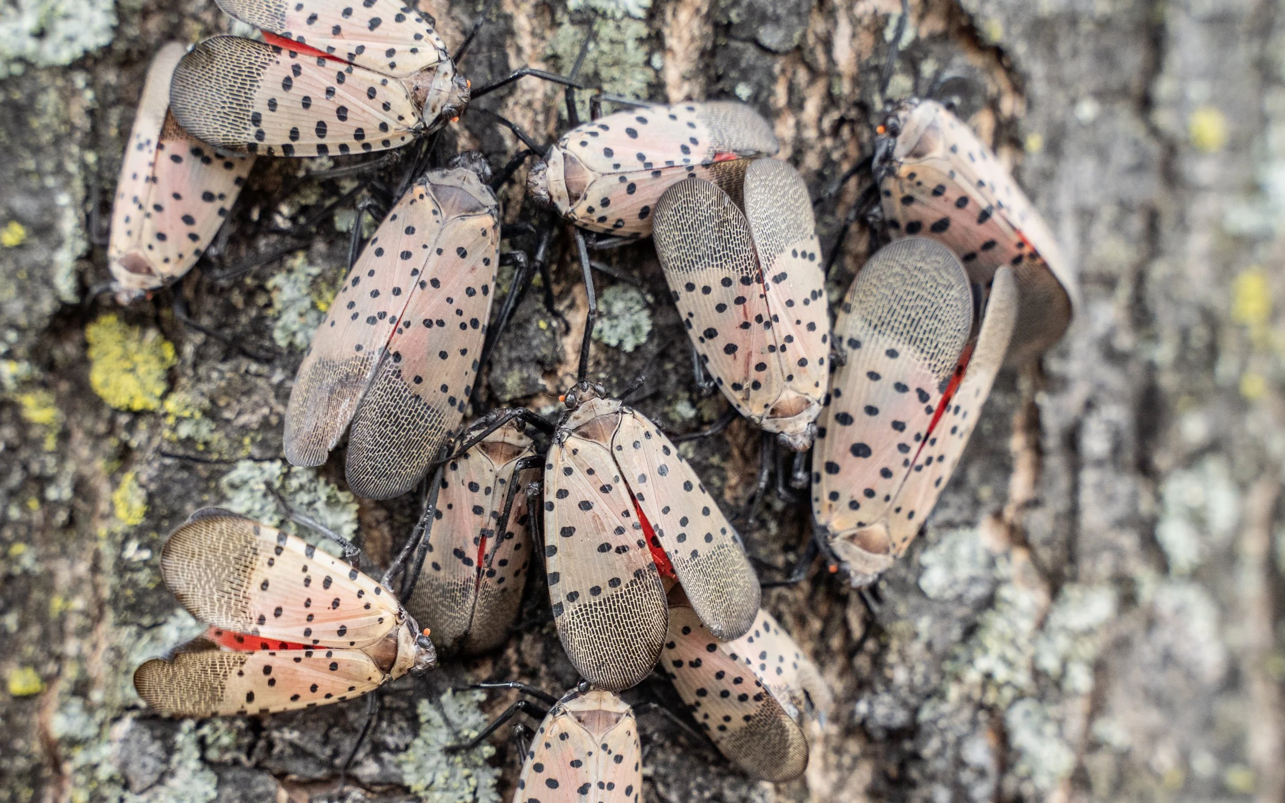 Spotted Lanternfly ID and Trapping