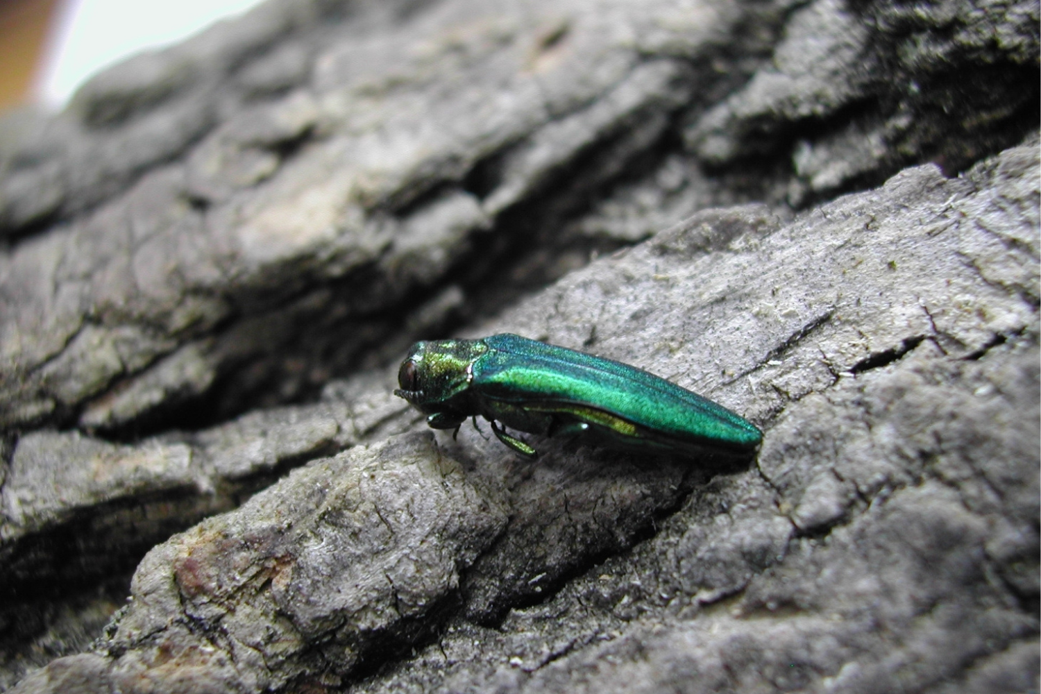 Emerald Ash Borer Education &amp; Sign Installation Volunteer Day