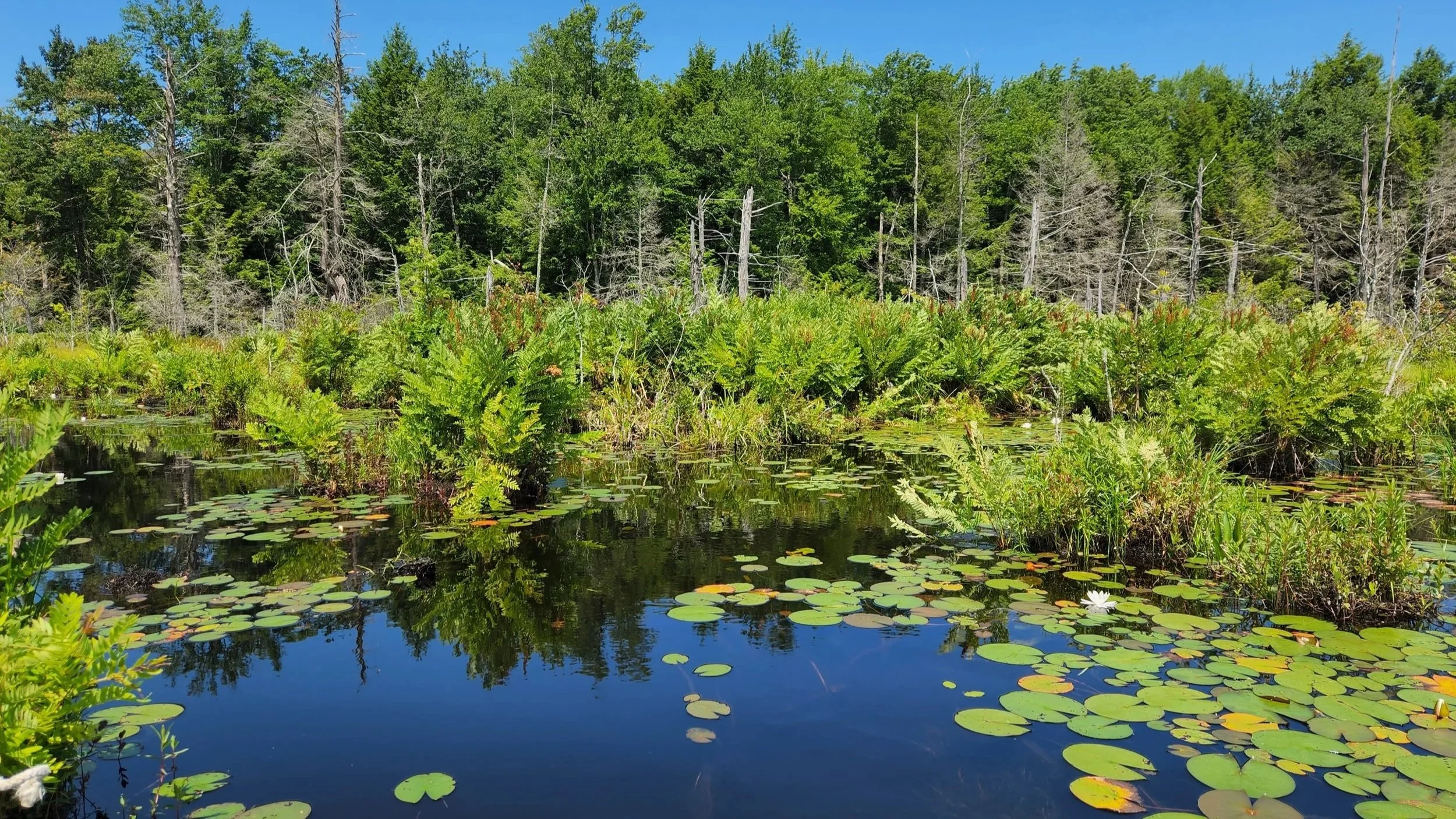 Clapper Lake_2.jpg