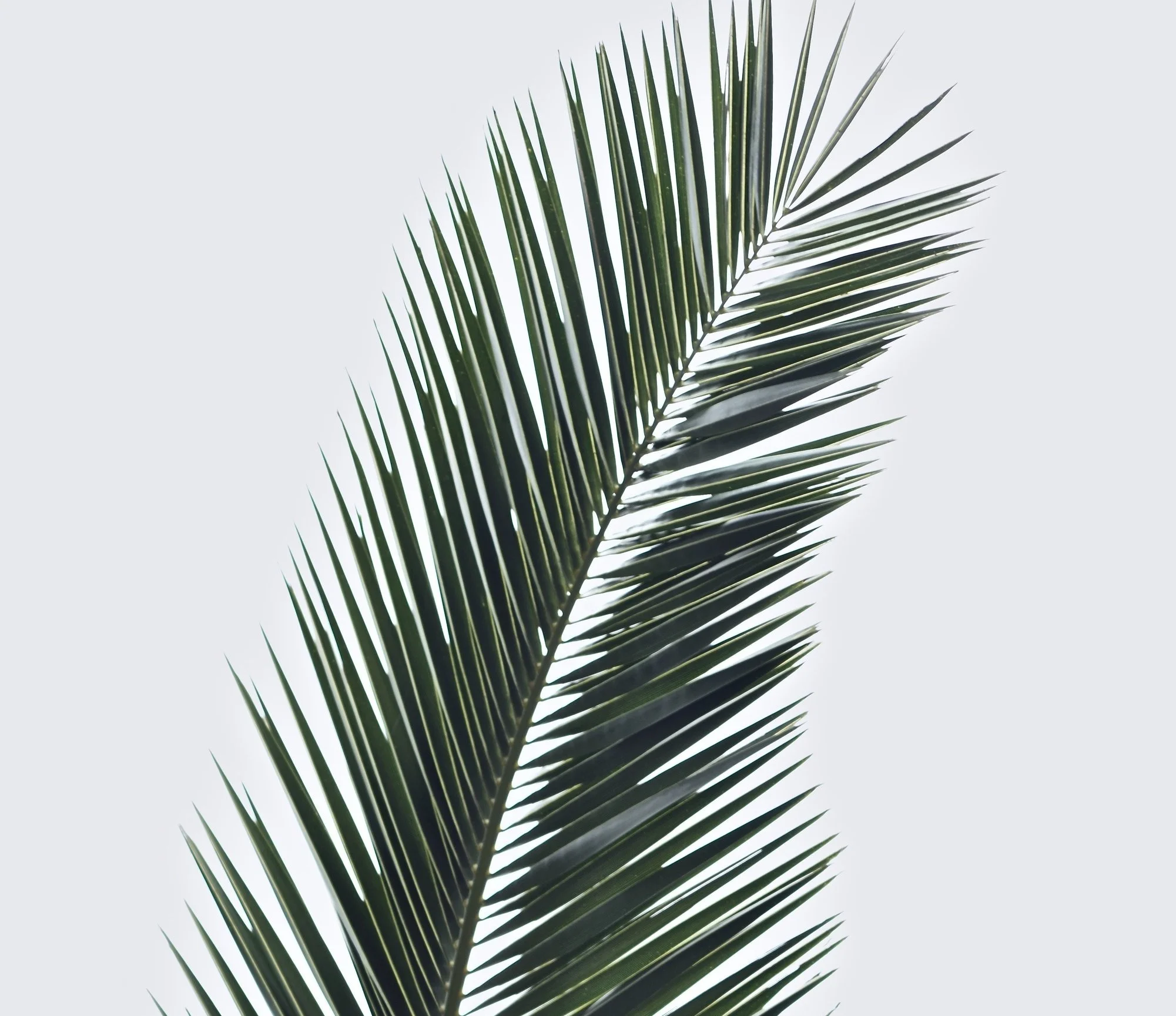 free-wallpaper-frond-green-1999579.jpg