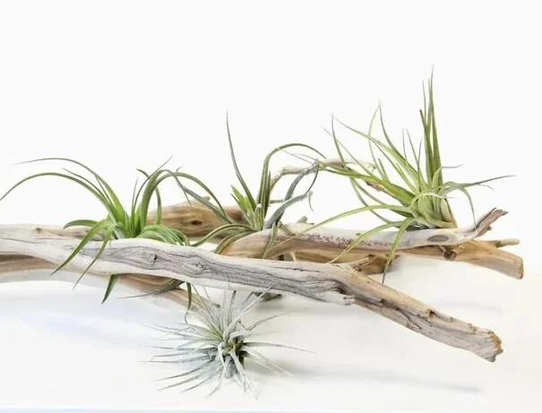 Earth Day - Plant Giveaway!