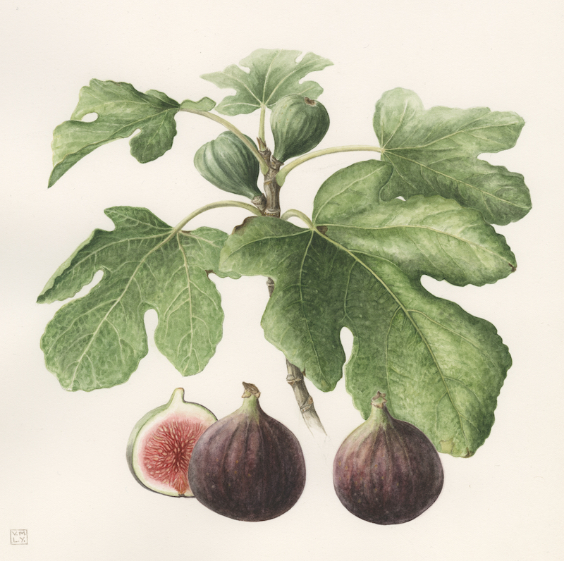  Figs, Midsummer