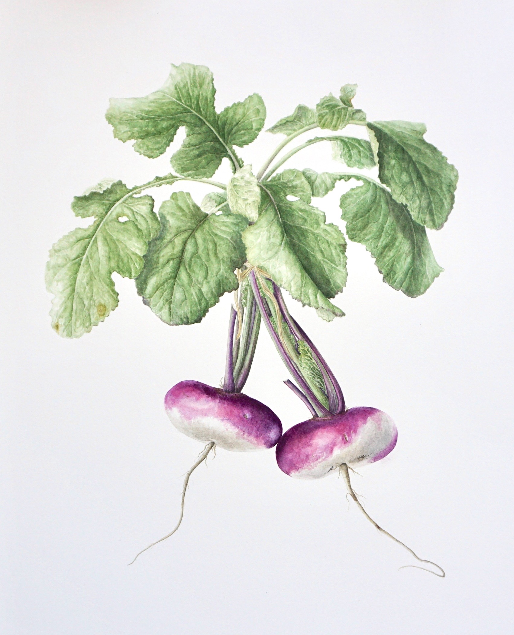 Blaencamel Turnips