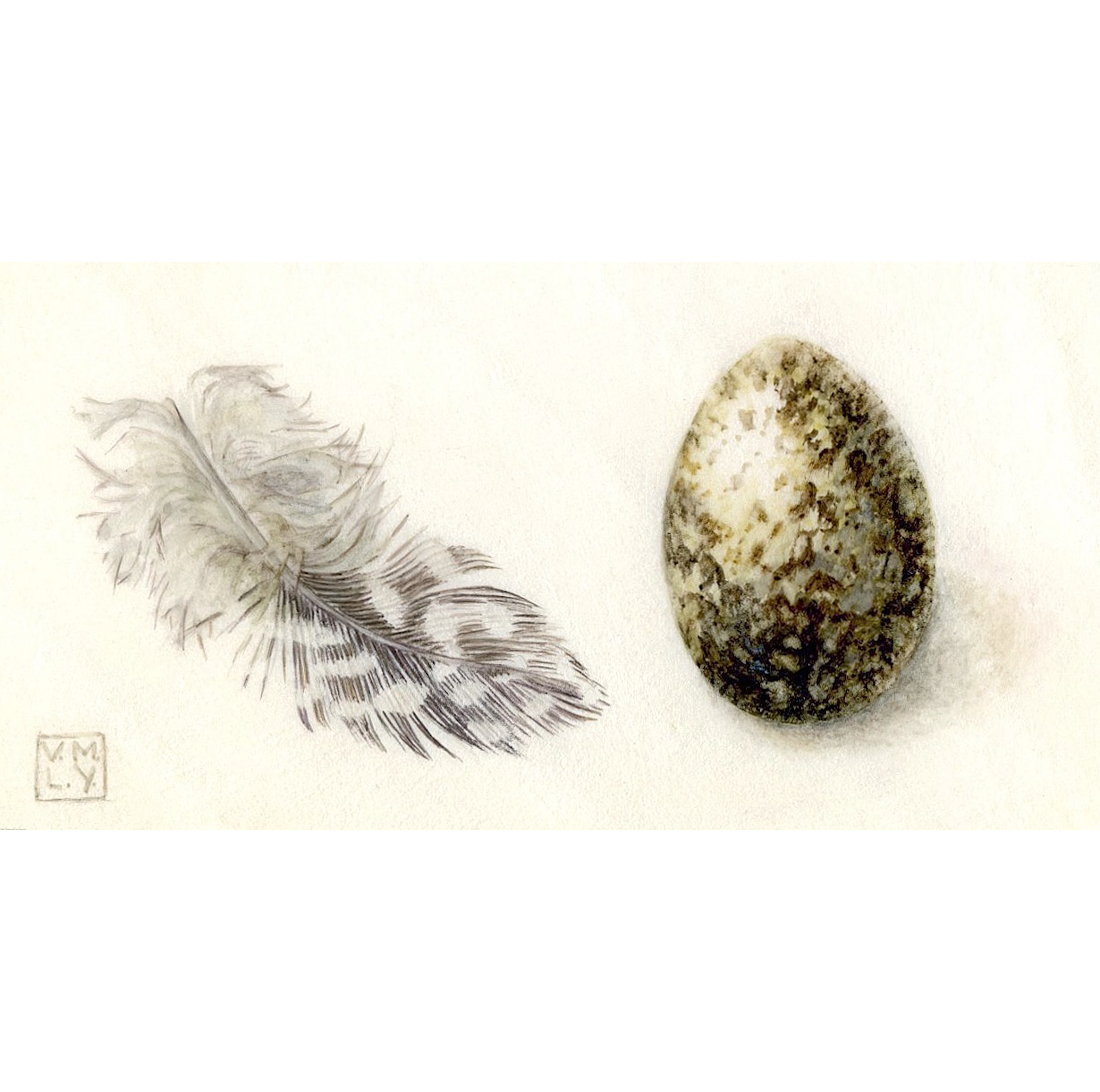 Feather, Egg
