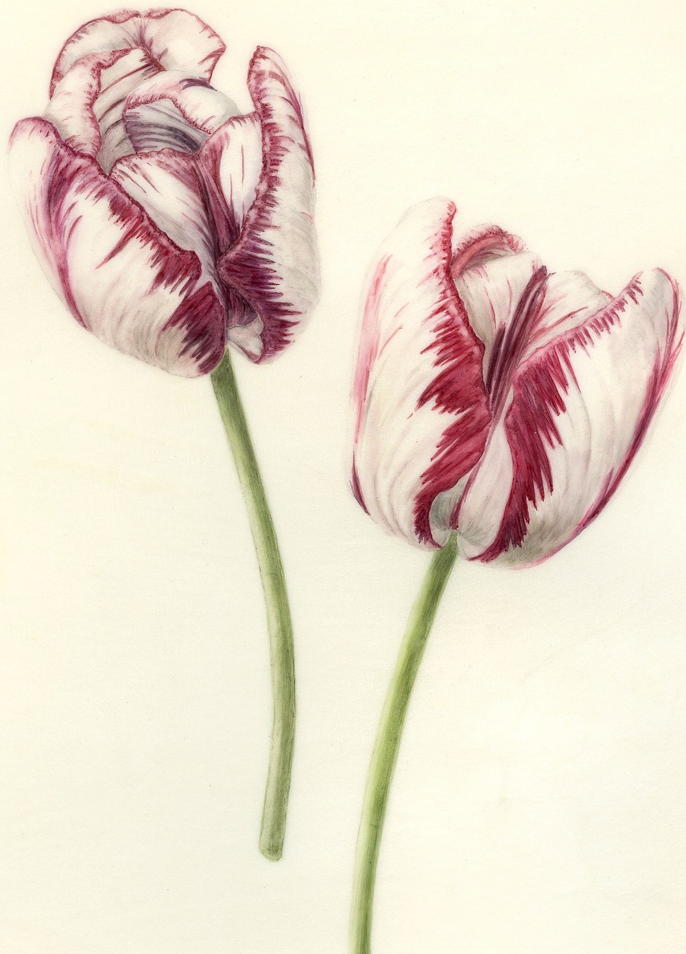 Wakefield Tulips, Feathers