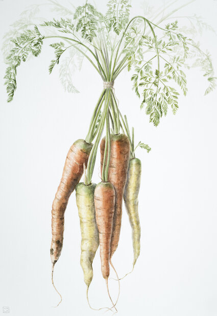 The FernVerrow Year  'Carrots - December' 