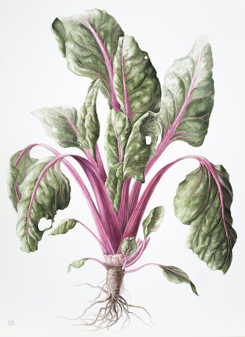 The FernVerrow year 'Chard Pink Passion- September'