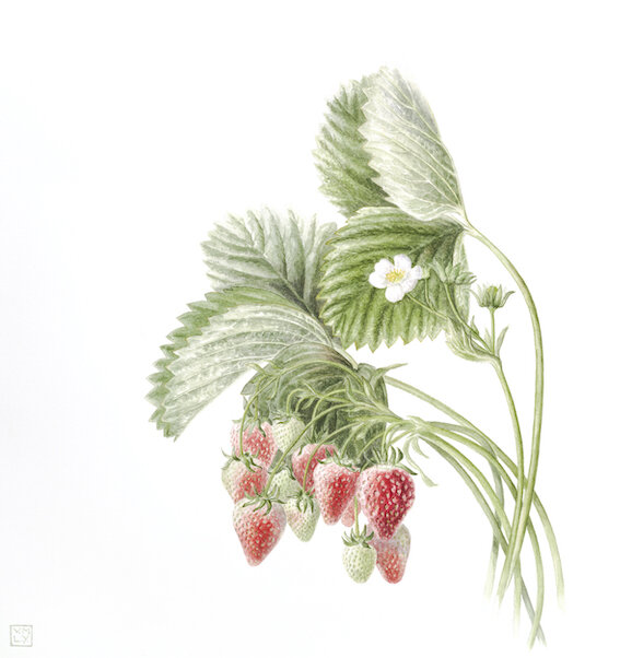 The FernVerrow year 'Strawberries-June'