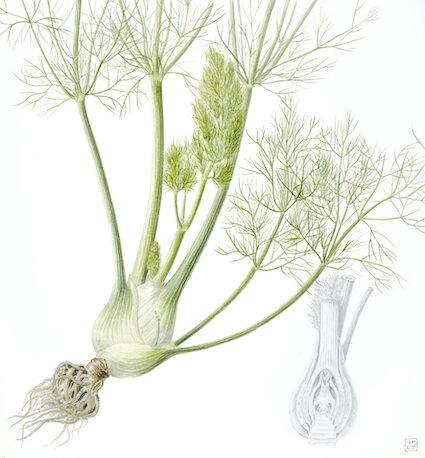 The FernVerrow year 'Fennel - August'