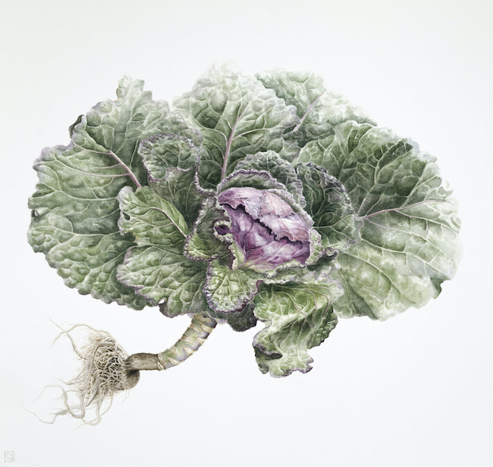 The FernVerrow year 'Cabbage, January King - January"
