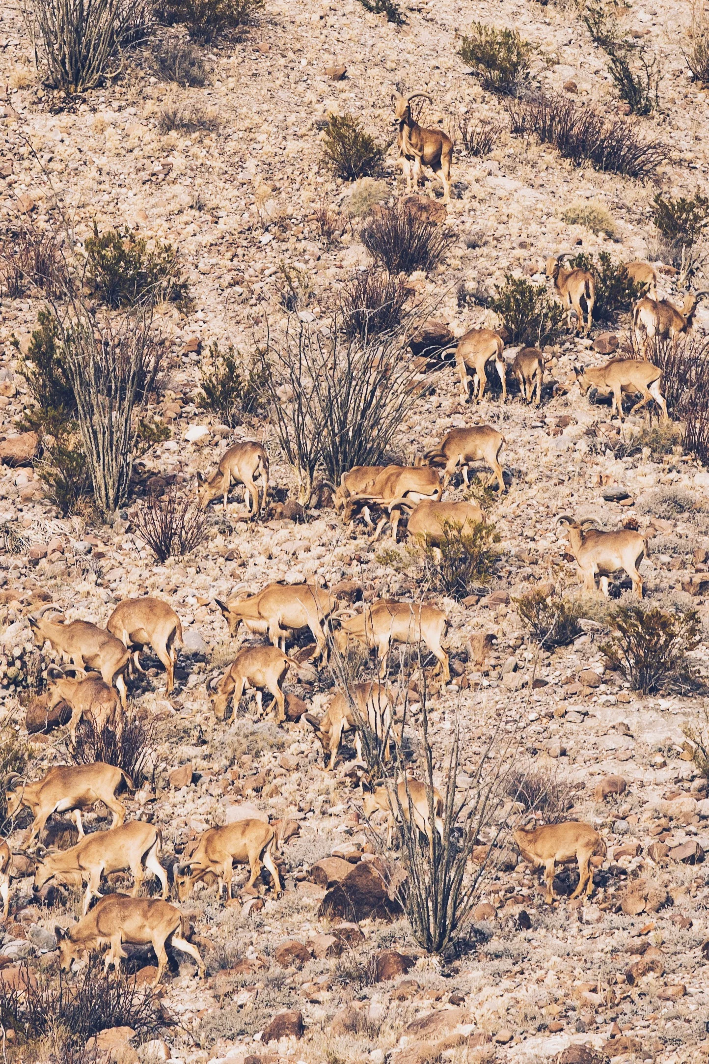 Photo Gallery. Drew Thomann.Aoudad(2).JPG