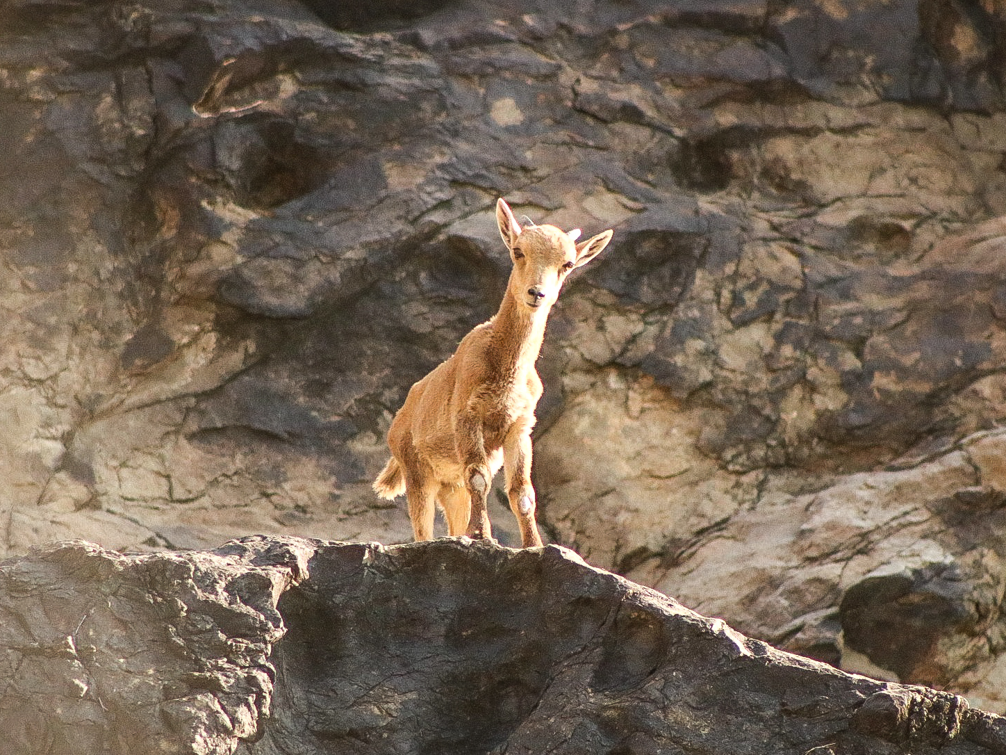 PHOTO GALLERY. Tony D.Baby aoudad.jpeg
