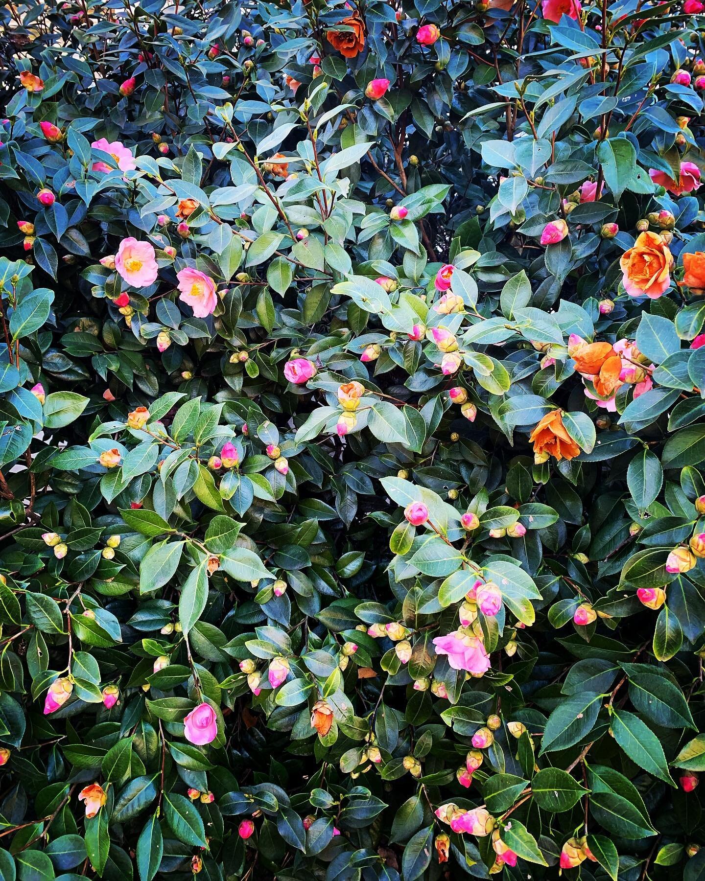My camellia bushes are bursting, reminding me to carpe that damn diem:

Gather ye Rose-buds while ye may,
 Old Time is still a-flying:
And this same flower that smiles to day,
 To morrow will be dying.