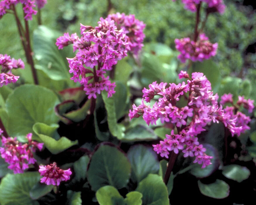 Pigsqueak | Bergenia Cordifolia