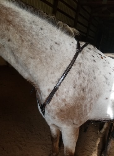 bridle 4.jpg