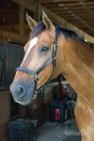 bridle2.jpg