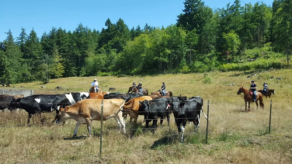 cows101.jpg