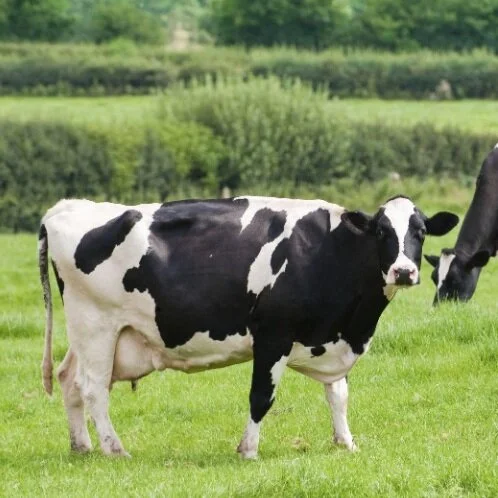 My "Beef" with "Plant Based"