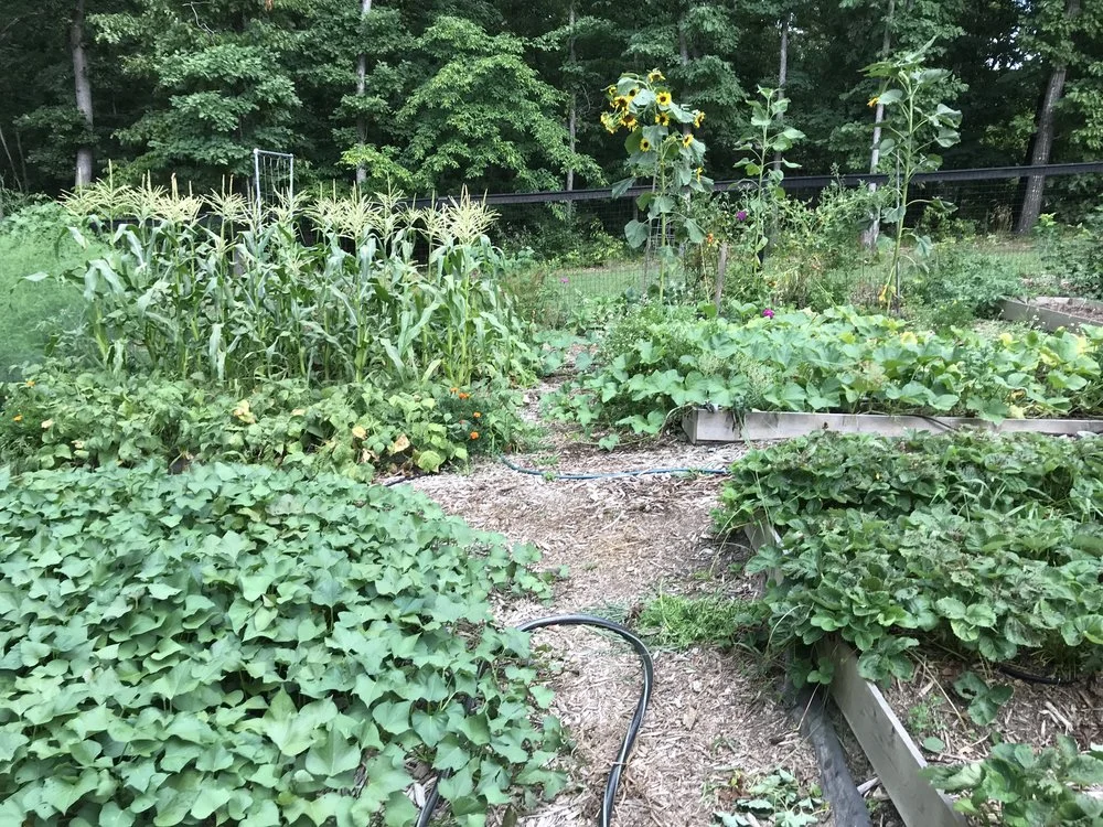 A look back at the garden from this year! So much green!