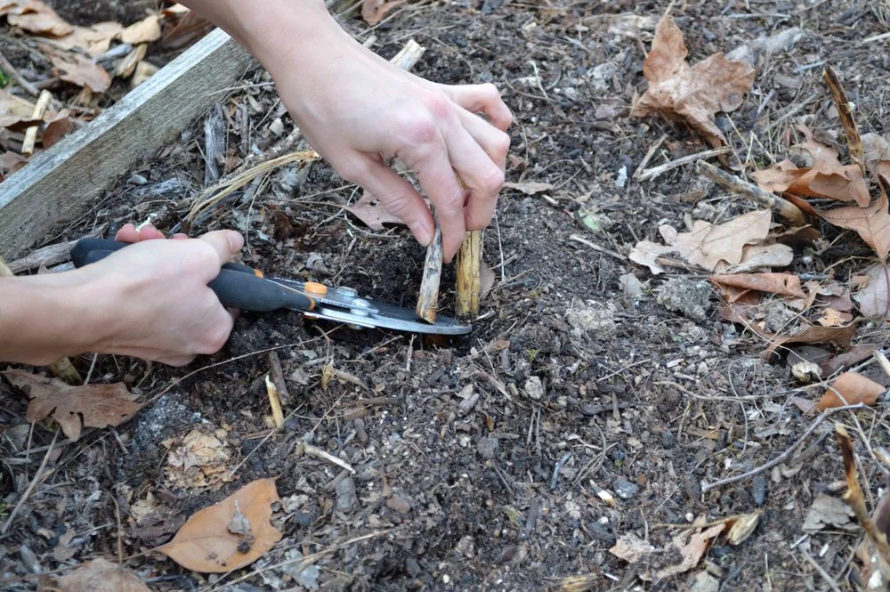c6535-cuttingclosetosoilnoring.jpg