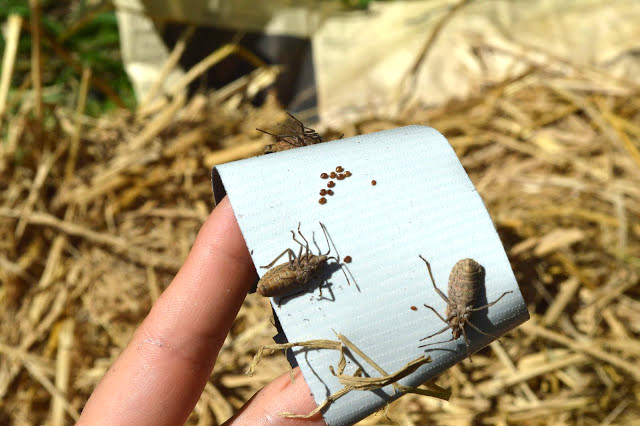 Squash Bugs.jpg