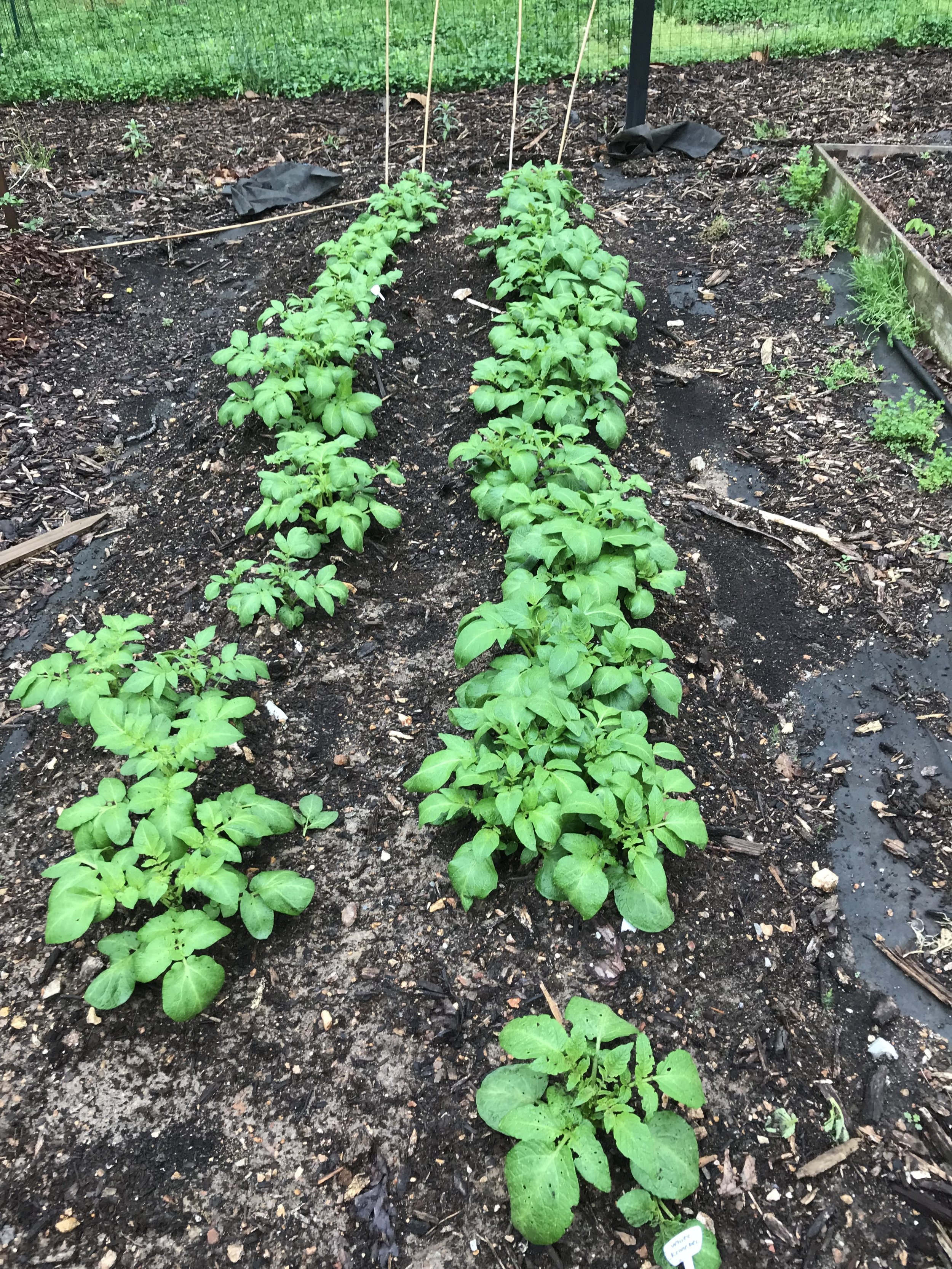  Raised Potato Bed 