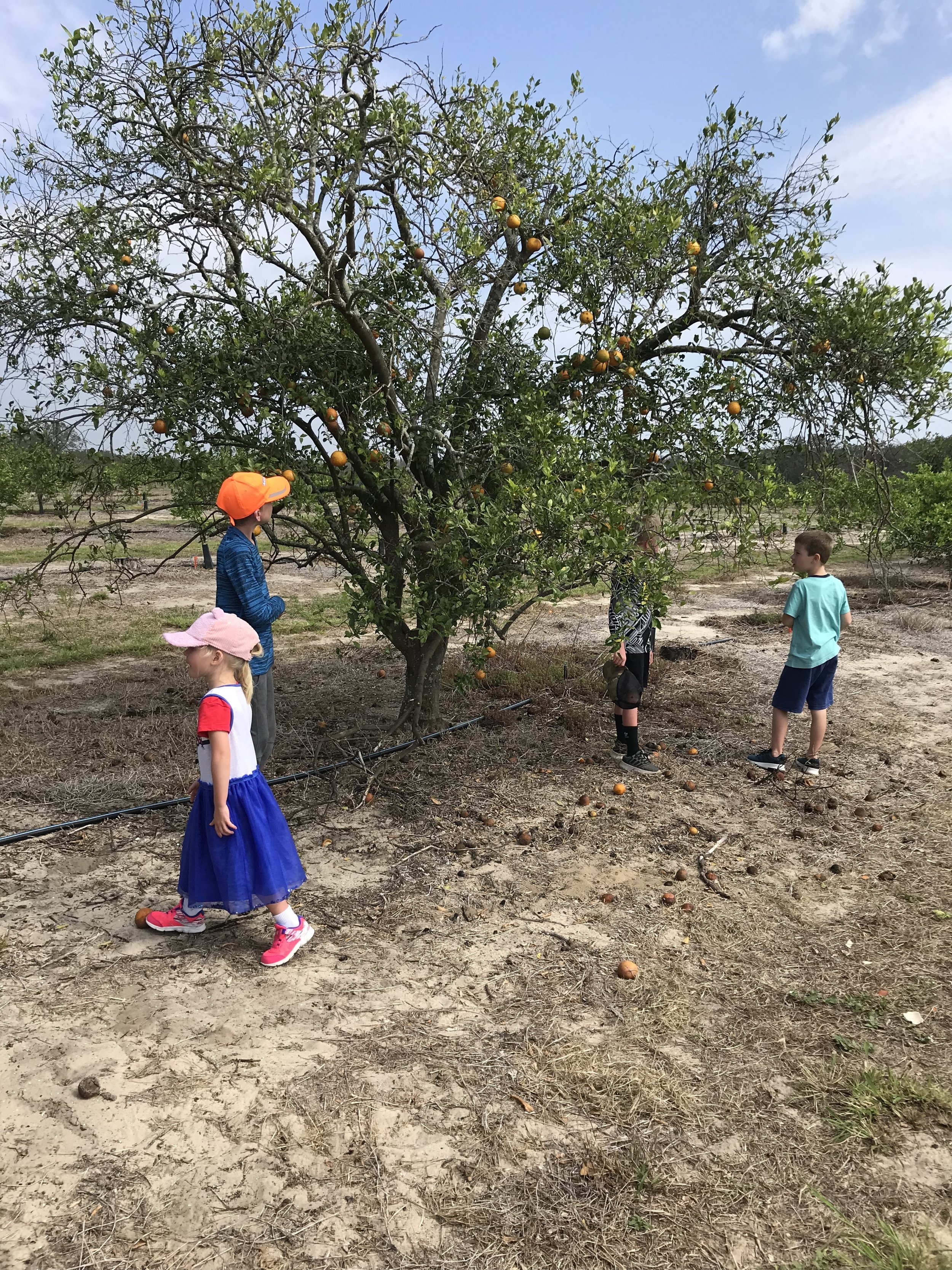 The soil around these trees seemed like 80% sand. I have no idea how they were growing in that!