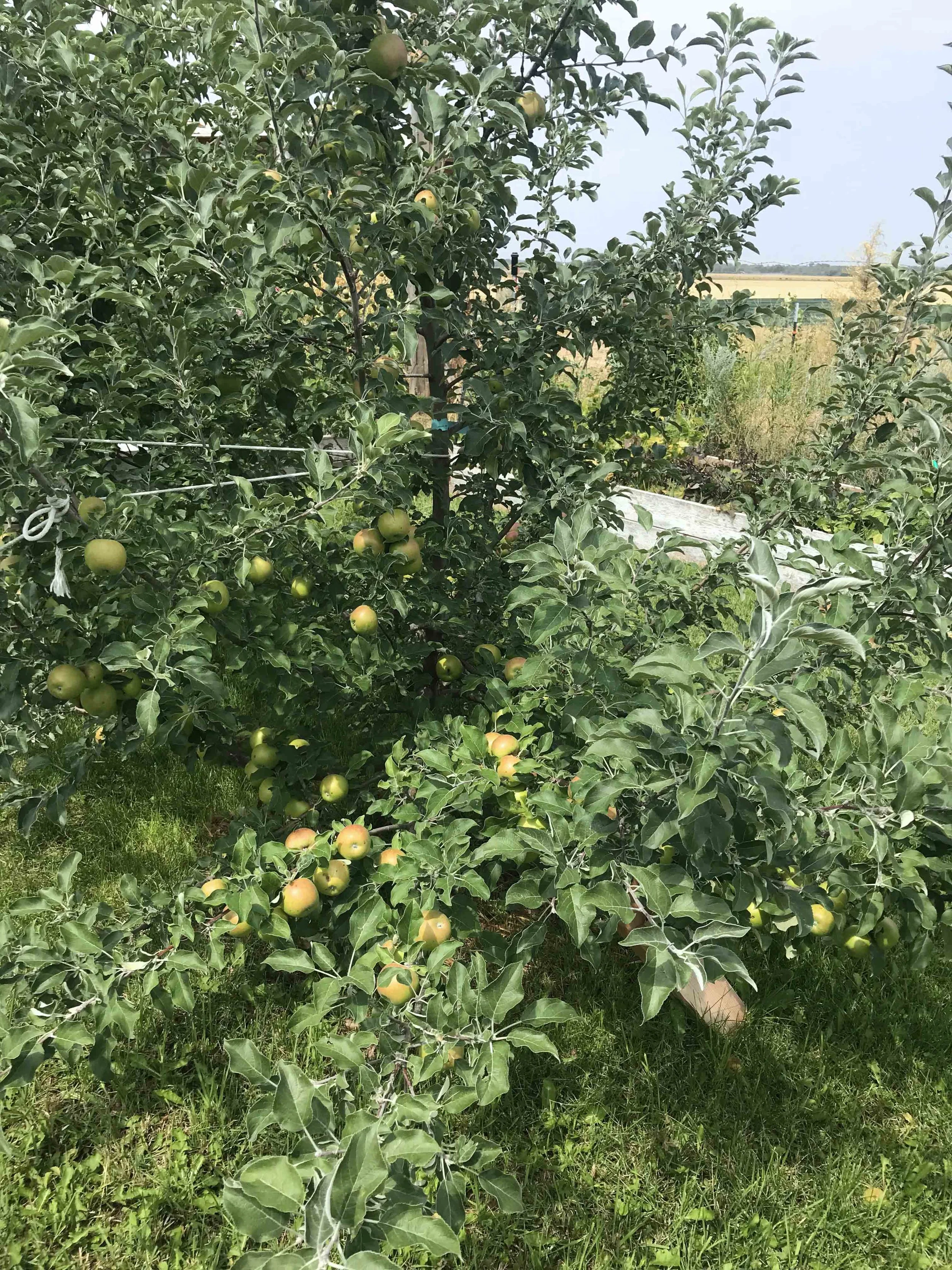This is my Mother in law’s APple Tree in Idaho!