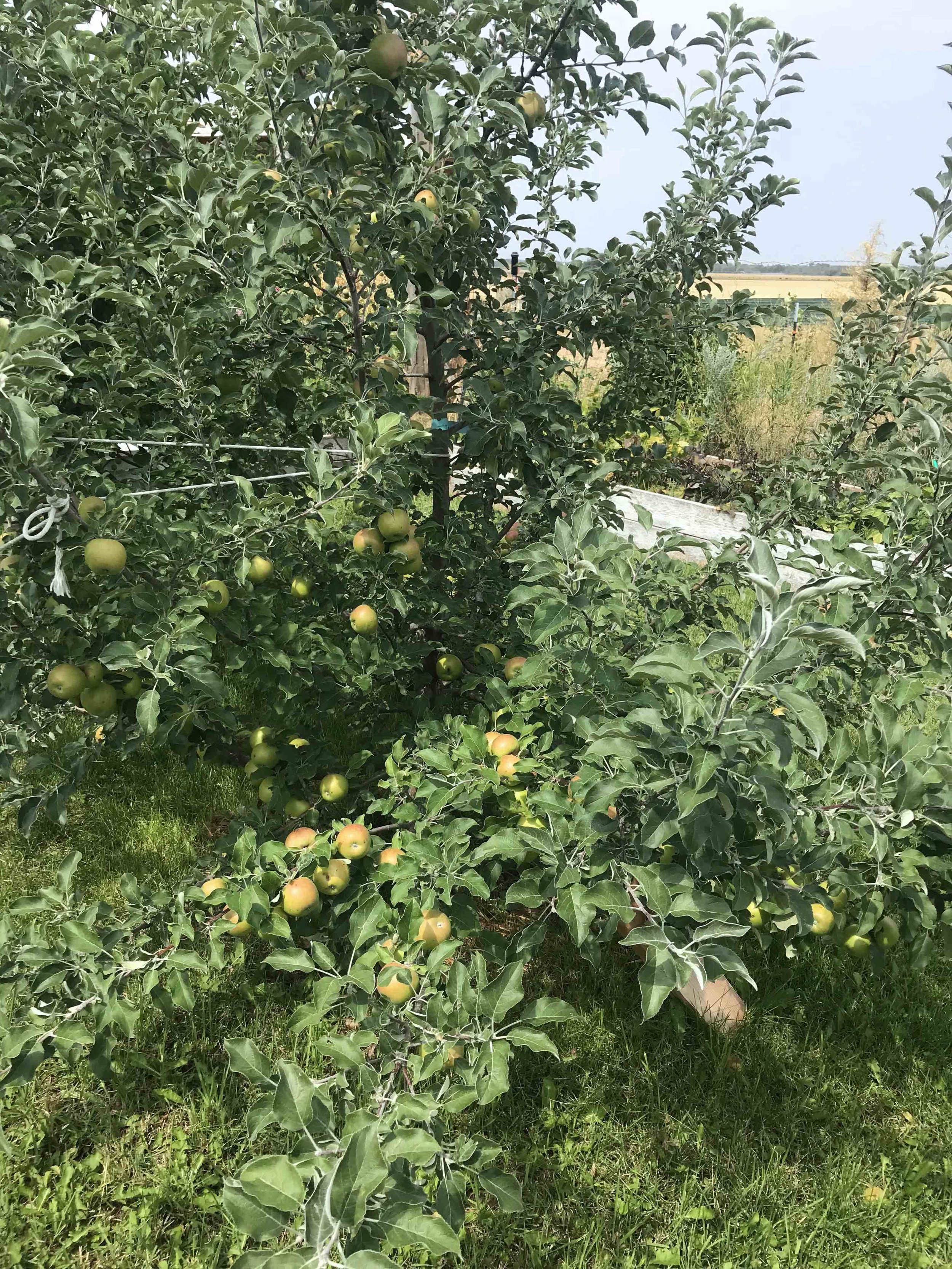  This is my Mother in law’s APple Tree in Idaho! 