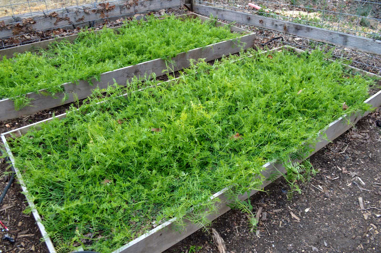  Above photo is Hairy Vetch in my garden. It is a nitrogen fixing cover crop that grows well over winter. 