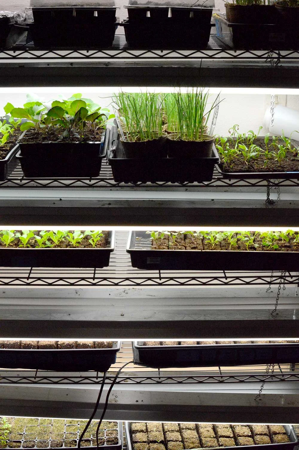 seed-starting-under-lights.jpg