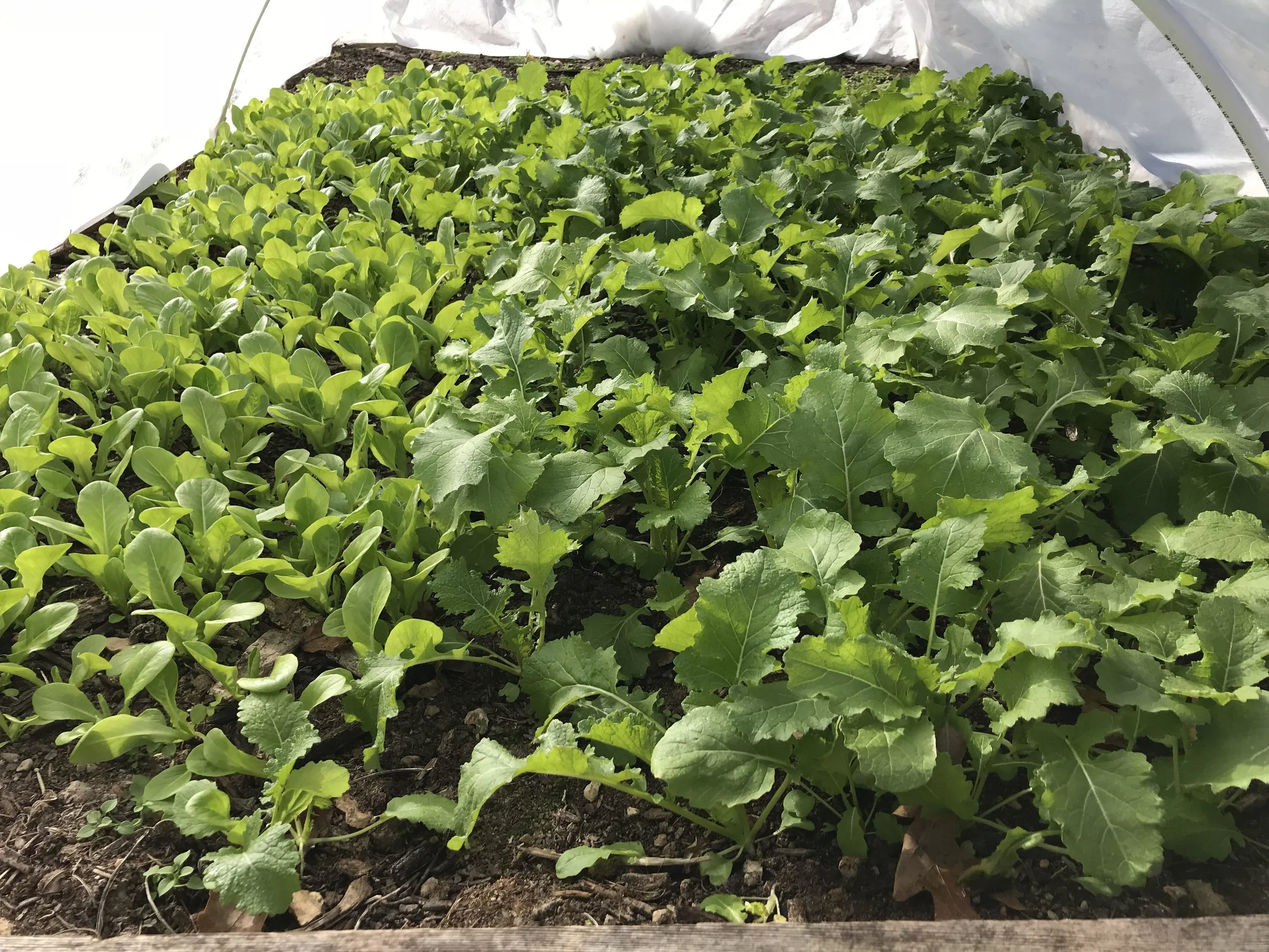 Winter lettuce and turnips.jpg