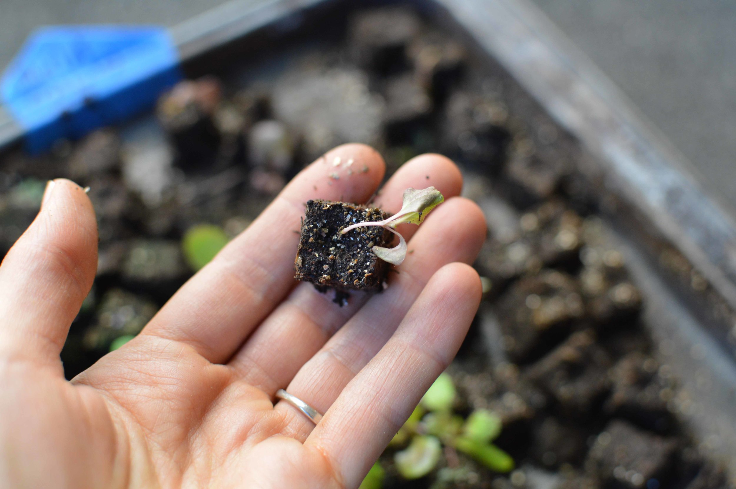 These soil block minis dry out so fast! This lettuce dried out and I watered it. it looks dead but it is recovering. It’s amazing how resilient plants are.