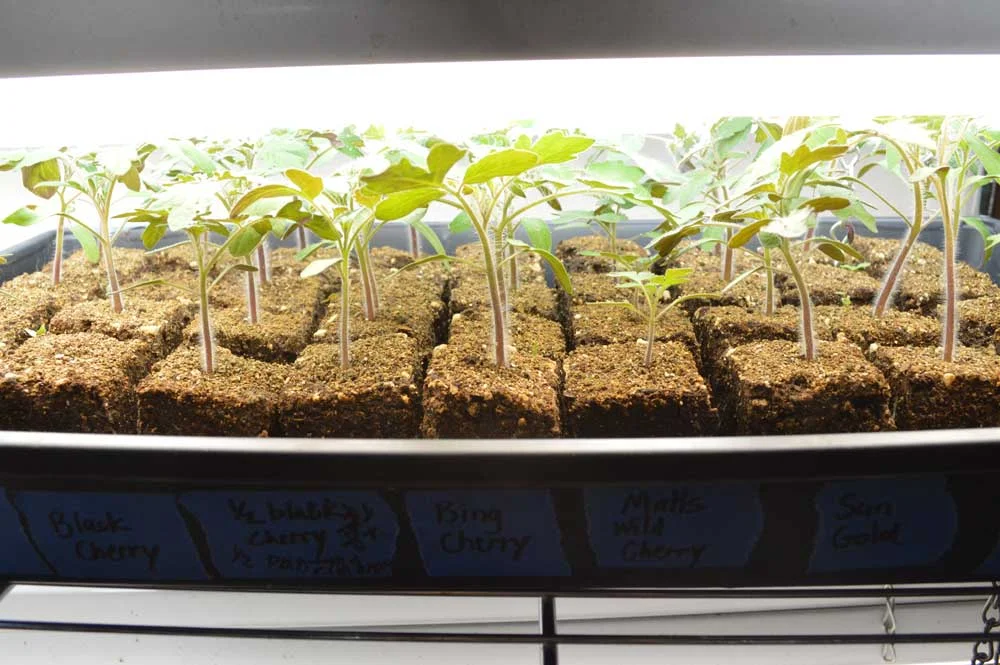 TomatoSeedlings.jpg