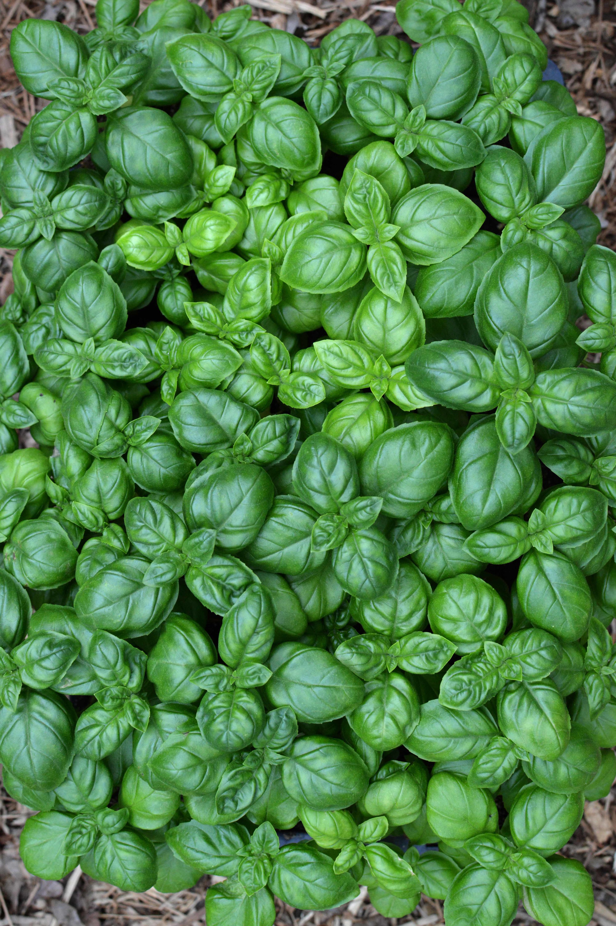 Basil is so pretty in its seed tray I don’t want to transplant it!