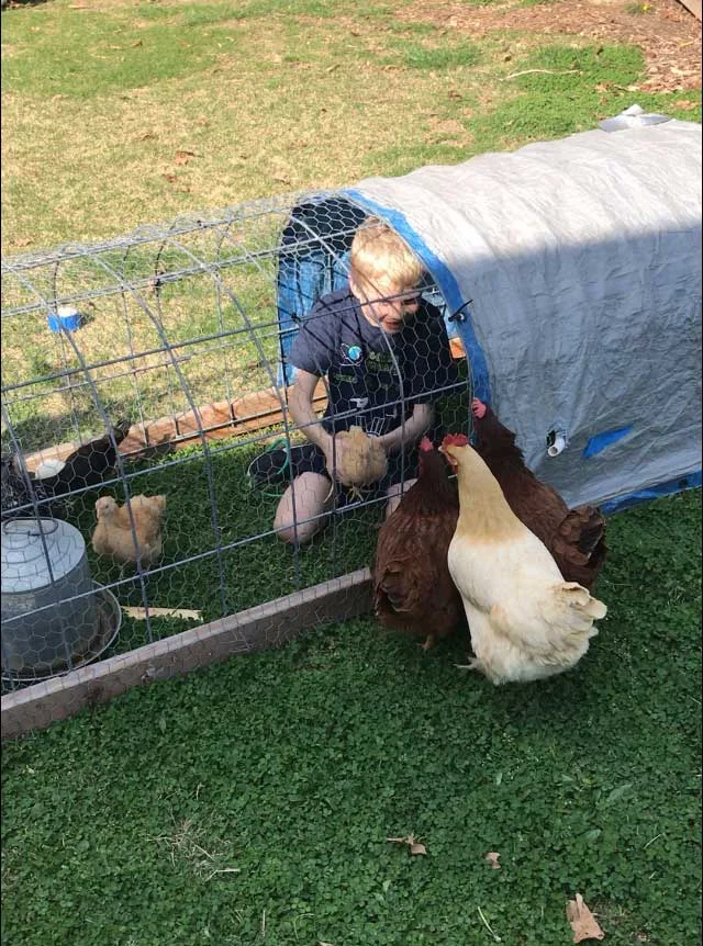 Chicken-Tractor.jpg