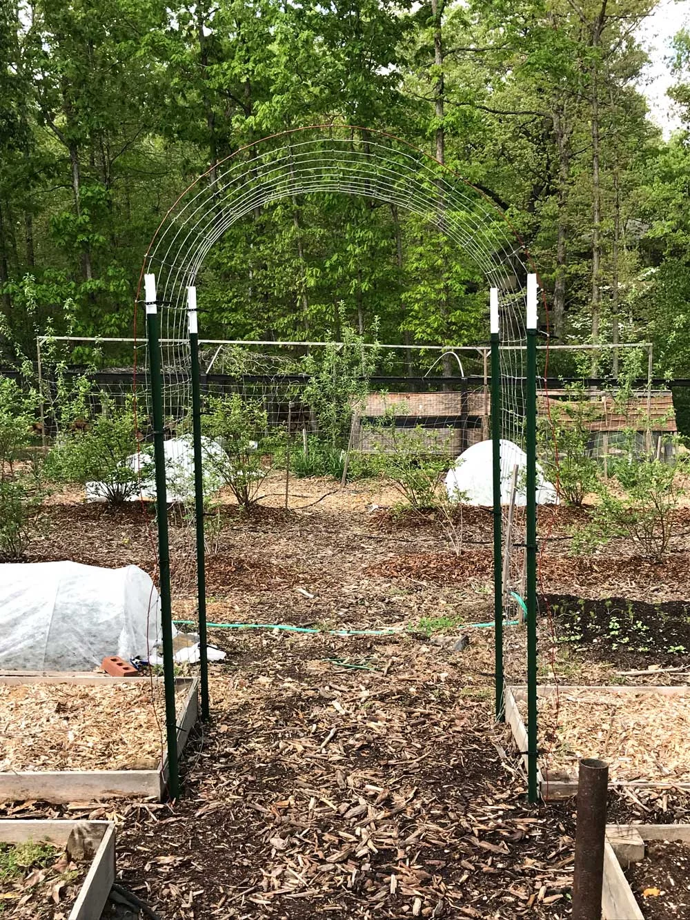 Arch-Trellis.jpg