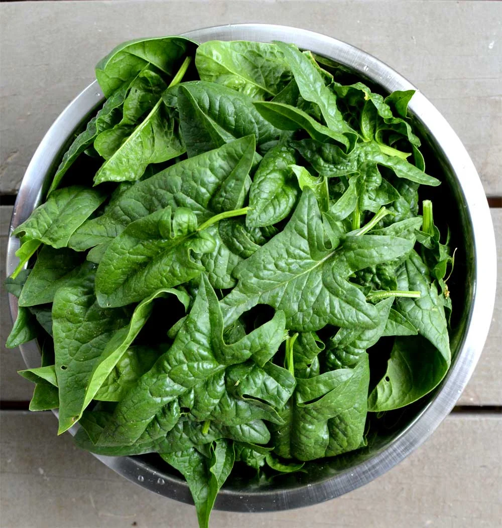 Spinach-Harvest.jpg