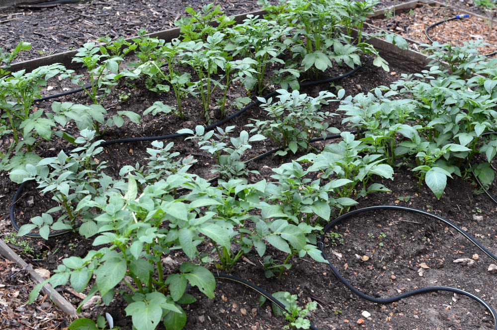  Potatoes. Believe it or not I’ve already hilled them up once. It seems like after all the rain they shot up again! 